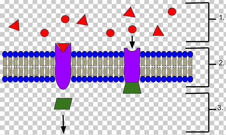 Receptor Protein Biochemistry Ramachandran Plot Signal Transduction PNG, Clipart, Alpha Helix, Angle, Area, Biochemistry, Cell Free PNG Download