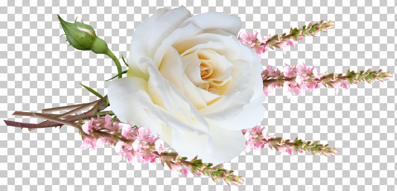 Garden Roses PNG, Clipart, Artificial Flower, Cut Flowers, Flora, Floral Design, Flower Free PNG Download