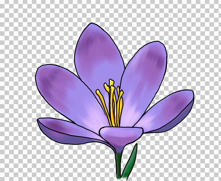 Crocus Flower Drawing Iridaceae Plant PNG, Clipart, Cartoon, Coloring Book, Crocus, Drawing, Flower Free PNG Download