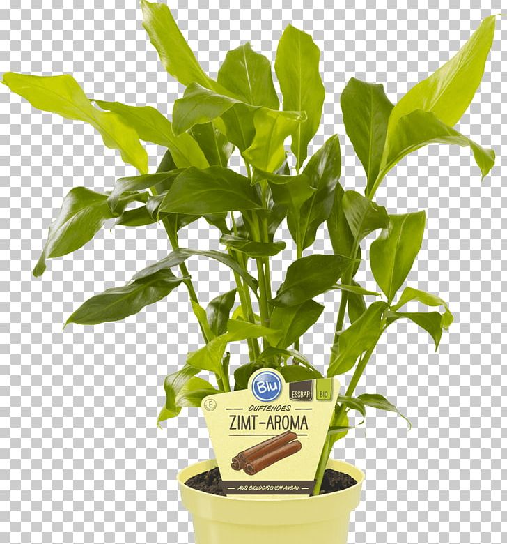 True Cardamom Embryophyta Indian Cuisine Herb PNG, Clipart, Aroma, Cardamom, Cinnamomum Verum, Cinnamon, Elettaria Free PNG Download