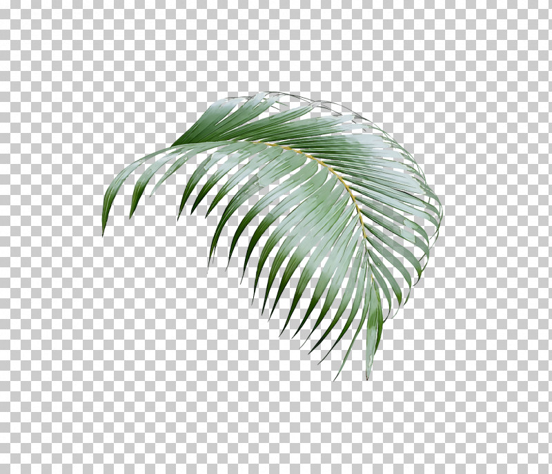 Palm Trees PNG, Clipart, Asian Palmyra Palm, Borassus, California Palm, Coconut, Date Palm Free PNG Download