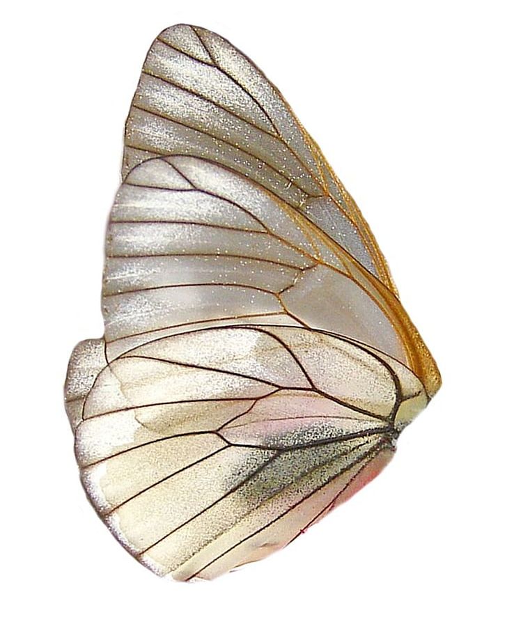 Butterfly Insect Wing Insect Wing PNG, Clipart, Butterfly, Computer Icons, Encapsulated Postscript, Fairy Wings, Insect Free PNG Download