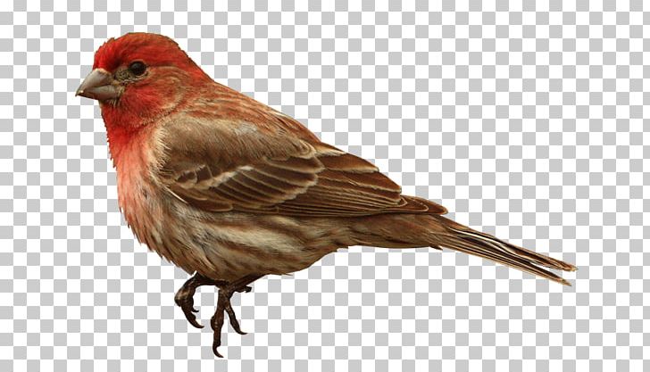 House Finch PNG, Clipart, American Sparrows, Animal, Animals, Beak, Bird Free PNG Download