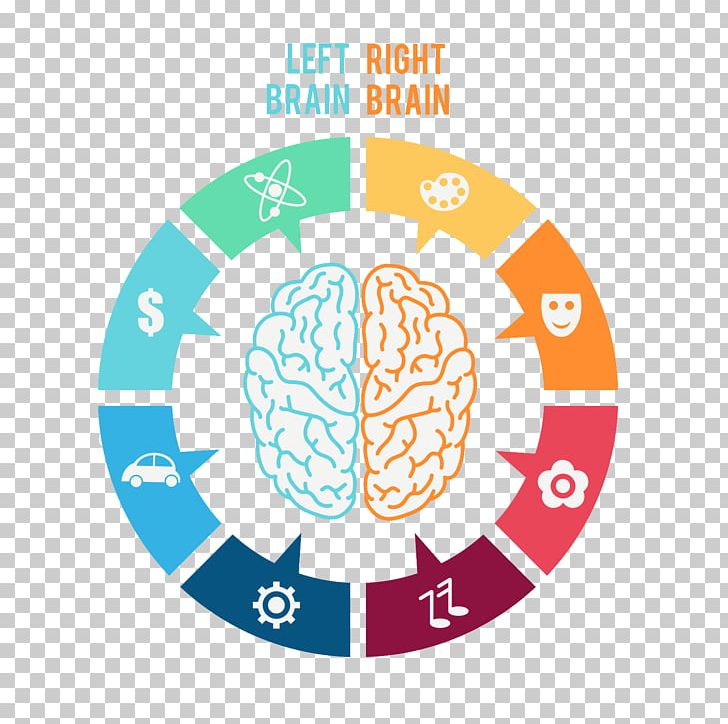 Lateralization Of Brain Function Human Brain PNG, Clipart, Agy, Area, Brain, Brand, Cerebral Hemisphere Free PNG Download