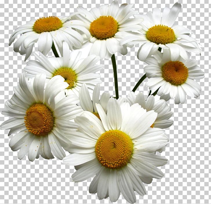 Tea German Chamomile Roman Chamomile Oil PNG, Clipart, Aroma Compound, Black White, Bloom, Chamomile, Daisy Family Free PNG Download