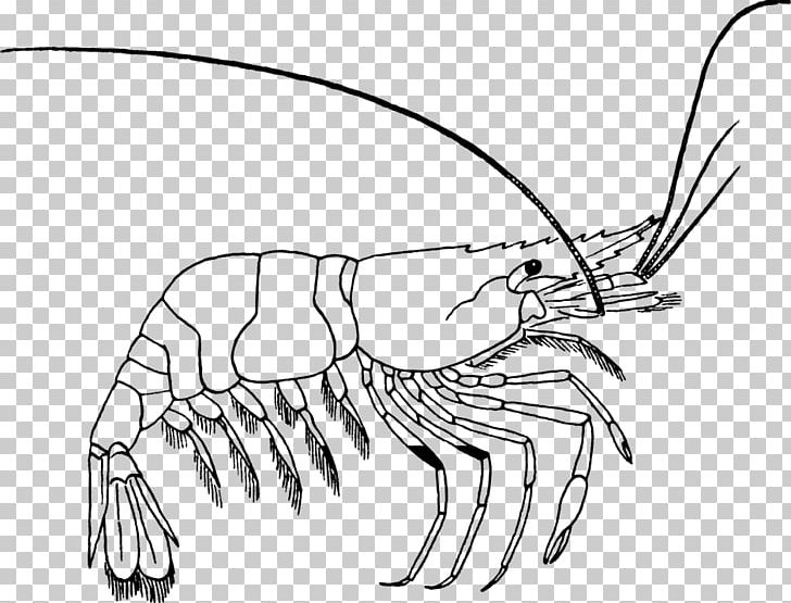 Coloring Book Drawing Shrimp PNG, Clipart, Animals, Artwork, Black And White, Cartoon, Child Free PNG Download