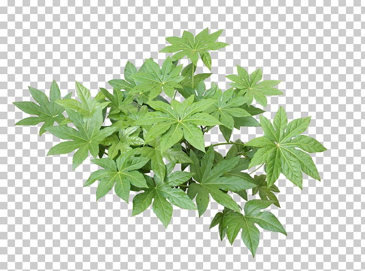 Hemp Leaf Cannabis Tree Herb PNG, Clipart, Cannabis, Hemp, Herb, Leaf, Plant Free PNG Download