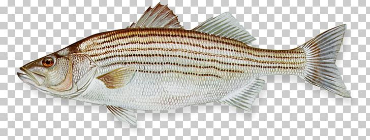 Hybrid Striped Bass Fishing PNG, Clipart, Barramundi, Bass, Bony Fish, Common Rudd, Fauna Free PNG Download