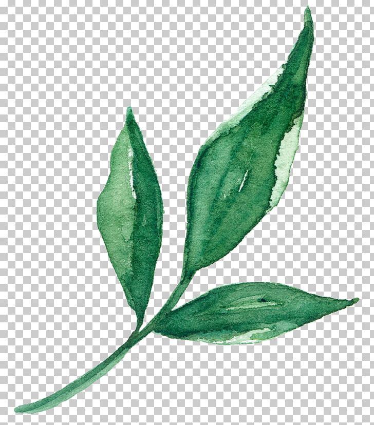 Leaf Plant Stem PNG, Clipart, Leaf, Paeonia, Plant, Plant Stem Free PNG Download