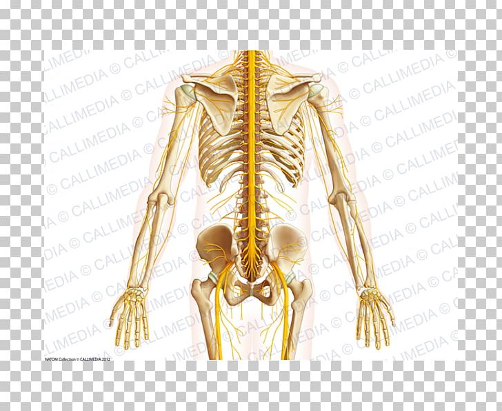 Shoulder Pelvis Bone Anatomy Abdomen PNG, Clipart, Abdomen, Anatomy, Bone, Buttocks, Costume Design Free PNG Download