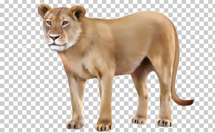 Stock Photography Asiatic Lion PNG, Clipart, Asiatic Lion, Bengal Tiger, Big Cats, Carnivoran, Cat Like Mammal Free PNG Download