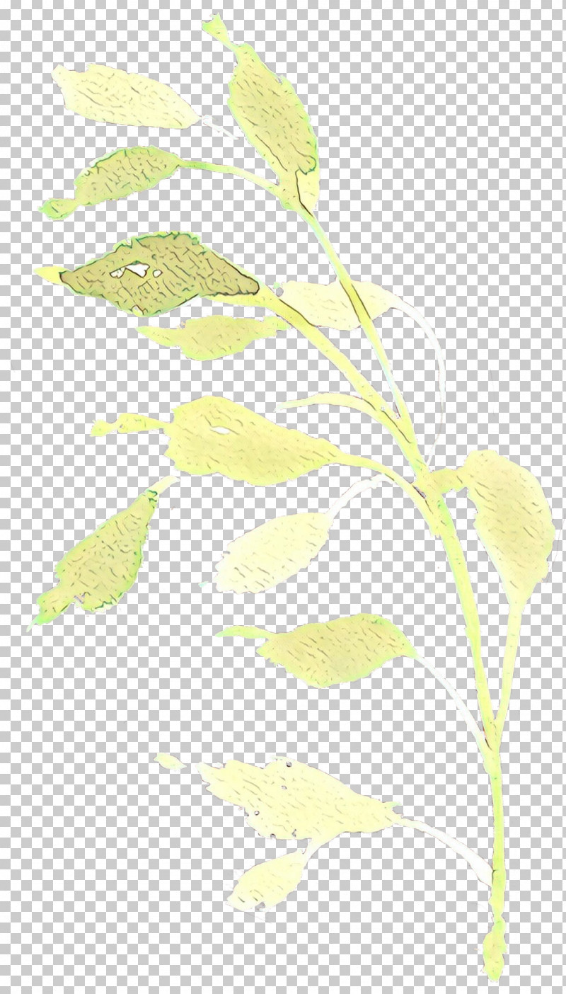 Leaf Plant Pedicel Flower Plant Stem PNG, Clipart, Flower, Leaf, Pedicel, Plant, Plant Stem Free PNG Download