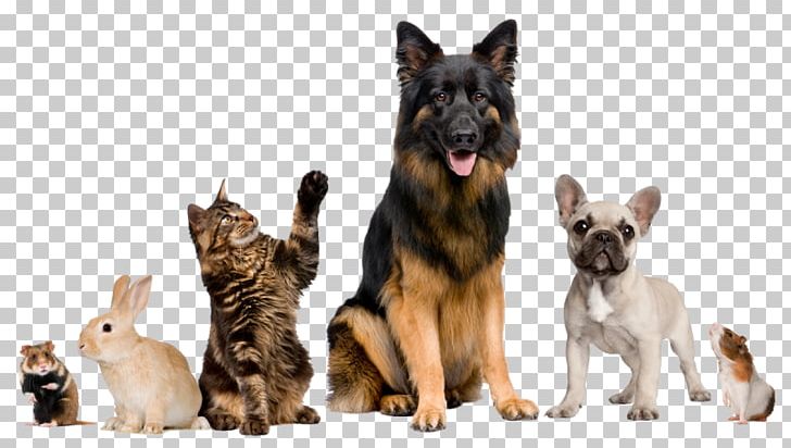 Cat Dog Veterinarian Pet Clinique Vétérinaire PNG, Clipart, Animal, Animal Husbandry, Animal Rescue Group, Animals, Animal Shelter Free PNG Download