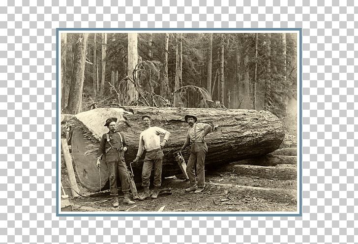 Oregon Logger: Life And Times Of A.C. Samuel Lumberjack Wood Tree PNG, Clipart, Black And White, Ford, Information, Log Driving, Lumberjack Free PNG Download