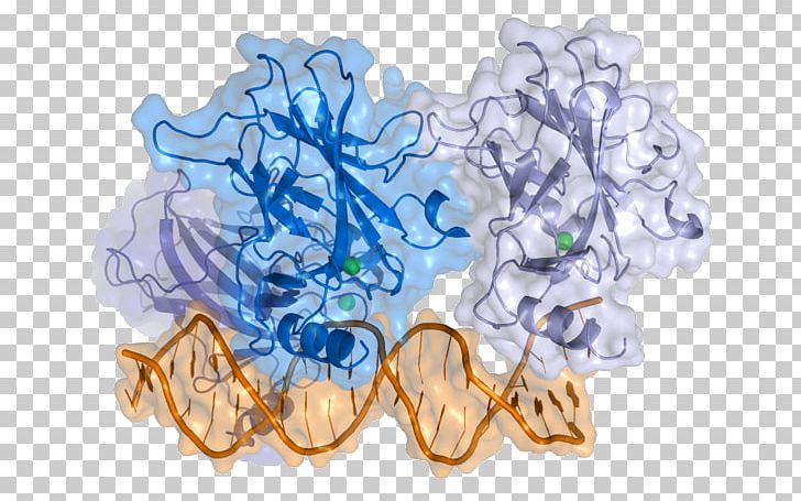 P53 Cell Cancer Gene Protein PNG, Clipart, Apoptosis, Backgrounder, Cancer, Cancer Cell, Cell Free PNG Download