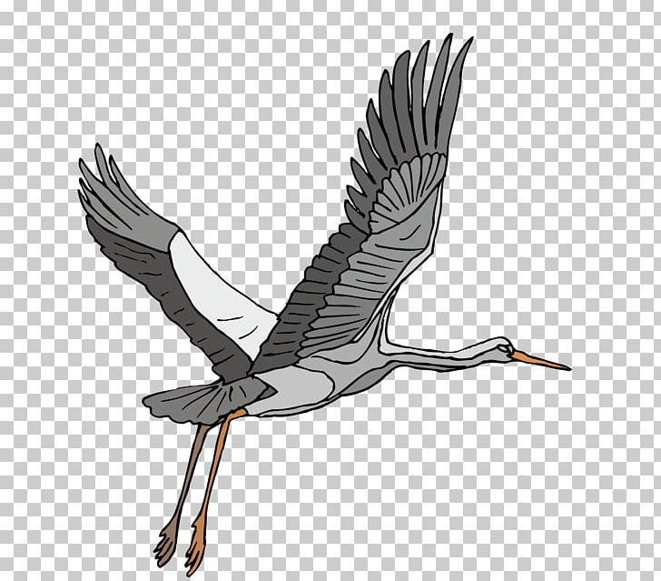 Sandhill Crane Bird Heron PNG, Clipart, Bird, Blue Crane, Crane, Crowns, Fauna Free PNG Download