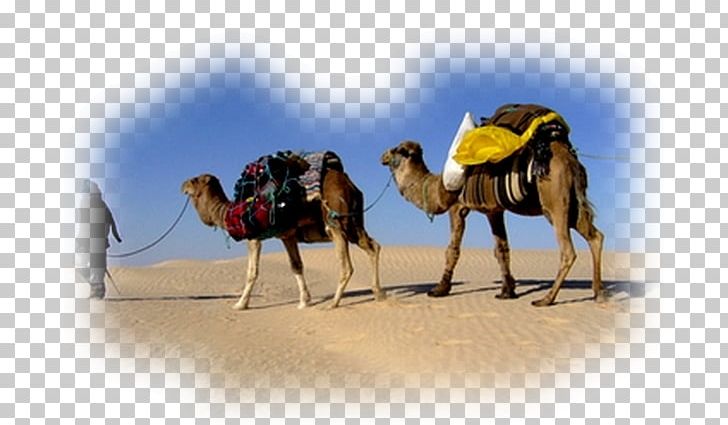 Dromedary Camel Train Sahara Tunisian Cuisine PNG, Clipart, Africa, Arabian Camel, Camel, Camel Like Mammal, Camel Train Free PNG Download