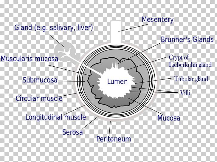 Gastrointestinal Tract Gastrointestinal Wall Small Intestine Large Intestine Lumen PNG, Clipart, Anatomy, Angle, Appendix, Circle, Diagram Free PNG Download