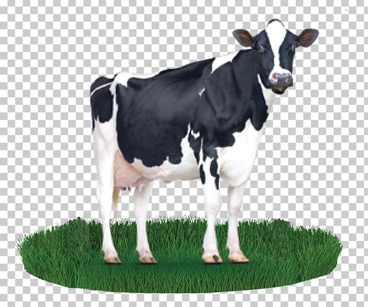Holstein Friesian Cattle Milk Cargill Dairy Cattle Cattle Feeding PNG, Clipart, A2 Milk, Animal Feed, Beef, Calf, Cargill Free PNG Download
