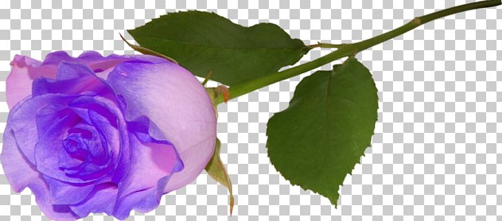 Rose Animation PNG, Clipart, Animation, Bud, Cut Flowers, Desktop Wallpaper, Flower Free PNG Download