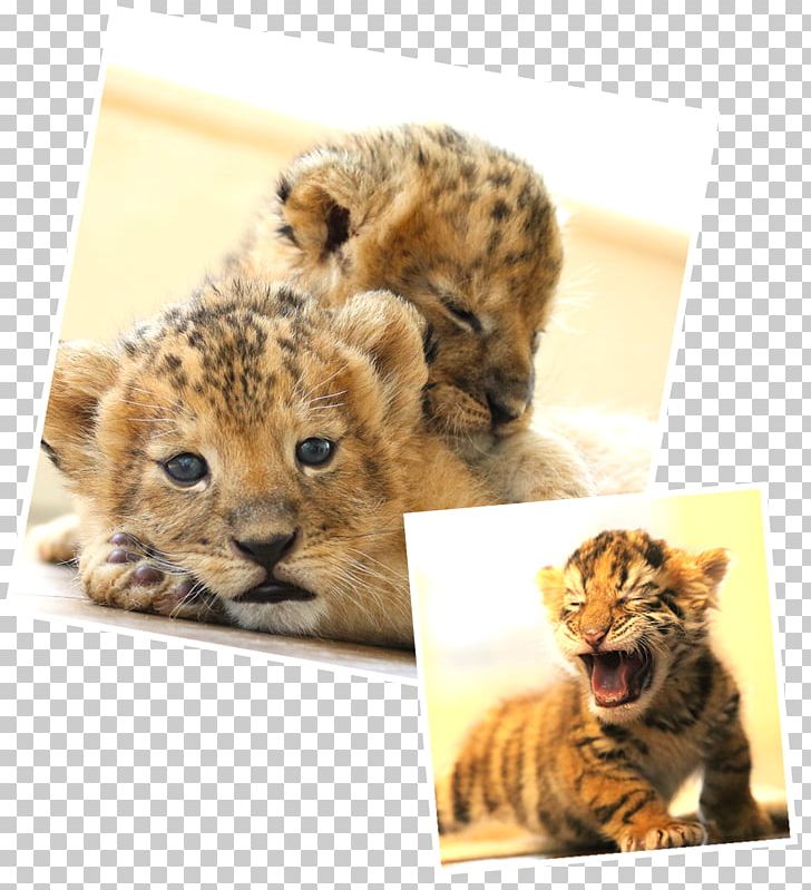 Whiskers Cheetah Cat Fur Snout PNG, Clipart, Animal, Animals, Big Cat, Big Cats, Carnivoran Free PNG Download