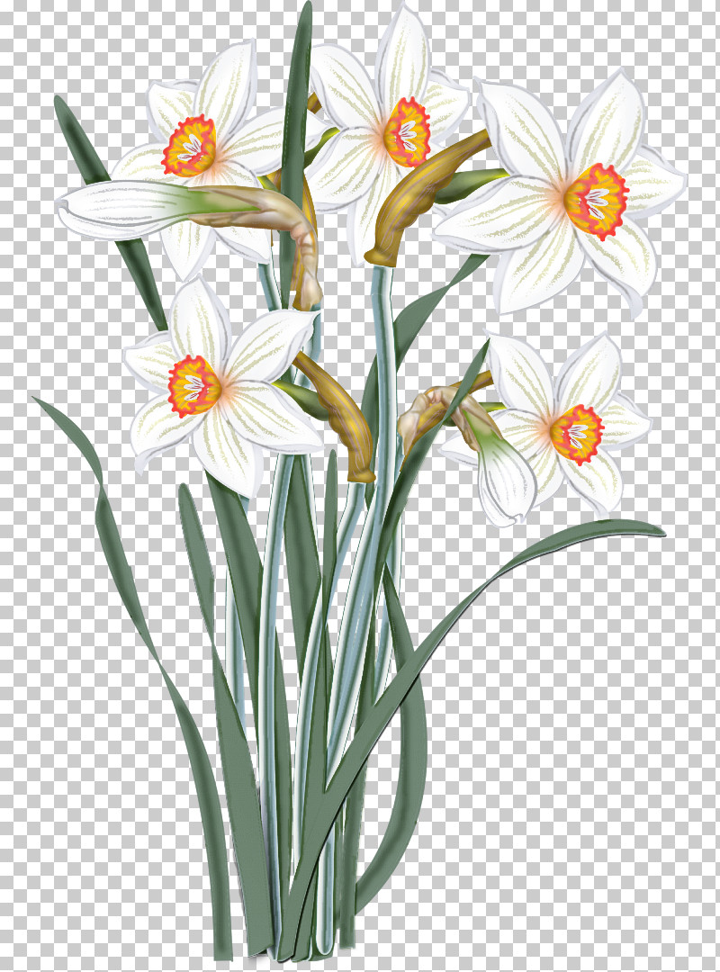 Flower Plant Narcissus Pedicel Petal PNG, Clipart, Amaryllis Family, Cut Flowers, Flower, Narcissus, Pedicel Free PNG Download