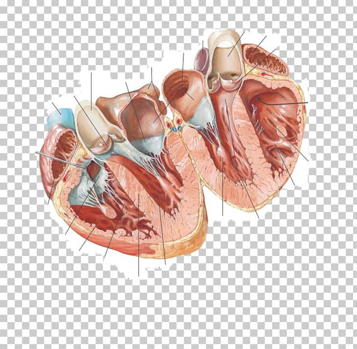 Atlas Der Anatomie Des Menschen Cardiac Anatomy Chart Anatomy Of The Heart Chart Anatomy Heart Anatomical PNG, Clipart,  Free PNG Download