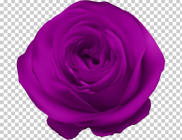 Blue Rose Flower Purple PNG, Clipart, Blue, Blue Rose, Cut Flowers, Desktop Wallpaper, Flower Free PNG Download