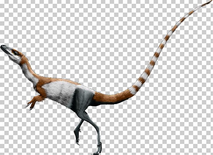 Sinosauropteryx Falcarius Conchoraptor Bird Daspletosaurus PNG, Clipart, Animals, Battern, Bird, Compsognathidae, Conchoraptor Free PNG Download