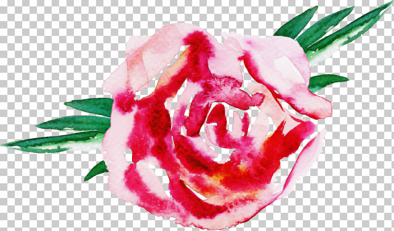 Garden Roses PNG, Clipart, Cabbage Rose, Carnation, Cut Flowers, Floral Design, Flower Free PNG Download