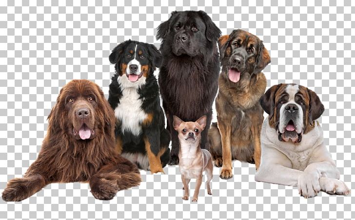 Pet Sitting Chihuahua Puppy Leonberger Dog Training PNG, Clipart, Animal Rescue Group, Animals, Chihuahua, Companion Dog, Dog Free PNG Download