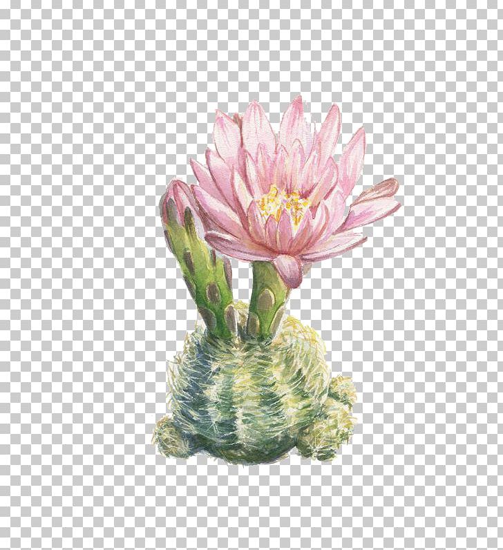 Watercolor Painting Botanical Illustration Printmaking Illustration PNG, Clipart, Artist, Botany, Cactaceae, Drawing, Flo Free PNG Download