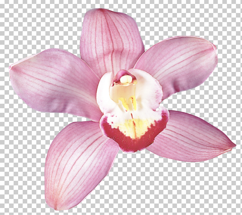 Petal Flower Pink Plant Moth Orchid PNG, Clipart, Dendrobium, Flower, Moth Orchid, Orchid, Petal Free PNG Download