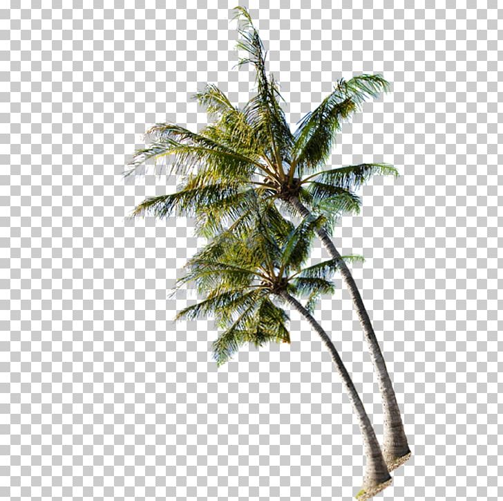 Beach Tree Coconut PNG, Clipart, Arecaceae, Arecales, Autumn Tree, Beach, Branch Free PNG Download