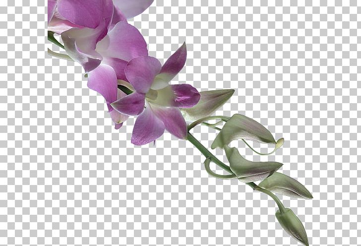 Centerblog .de PNG, Clipart, Blog, Centerblog, Com, Cut Flowers, Dendrobium Free PNG Download