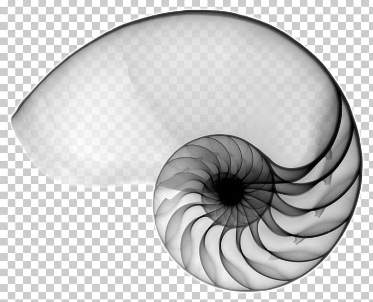 Chambered Nautilus Tao Te Ching Seashell Spiral PNG, Clipart, Ammonites, Animals, Black And White, Book, Caracola Free PNG Download