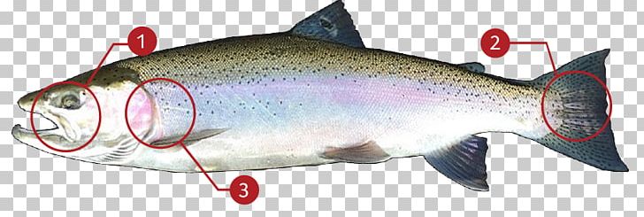 Coho Salmon Sardine Rainbow Trout Cutthroat Trout PNG, Clipart, Animal, Animal Figure, Barramundi, Bony Fish, Coho Free PNG Download