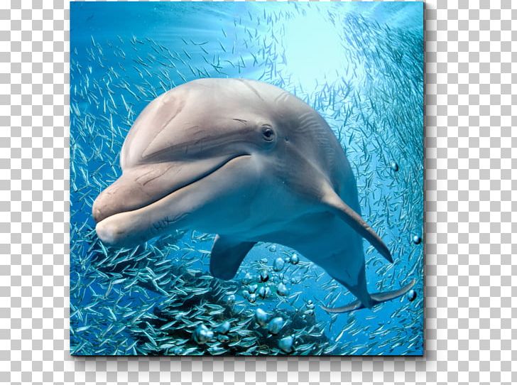 Common Bottlenose Dolphin Spinner Dolphin A Pod Of Dolphins Cetaceans PNG, Clipart, Animals, Bottlenose Dolphin, Cartoon, Fauna, Mammal Free PNG Download