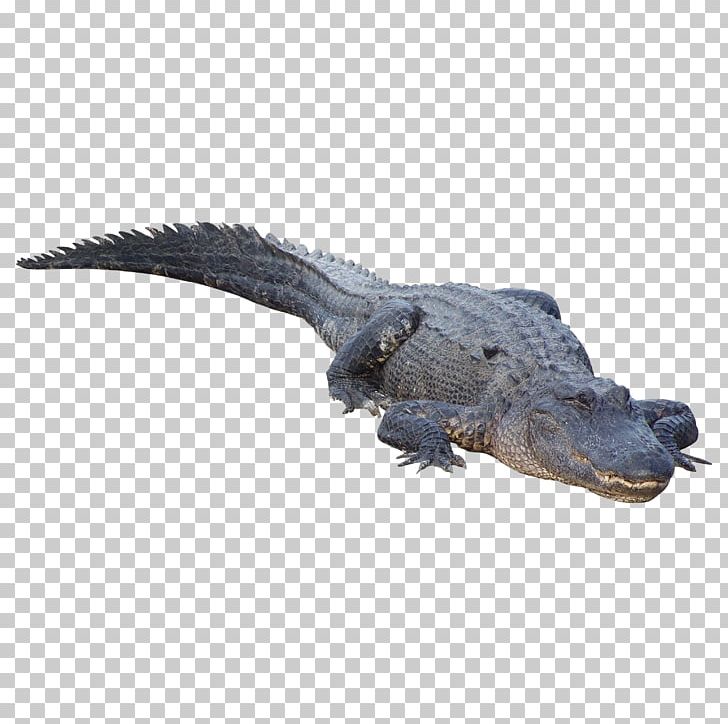 Crocodile Clip Alligator PNG, Clipart, Alligator, Animals, Computer Icons, Crocodile, Crocodile Clip Free PNG Download