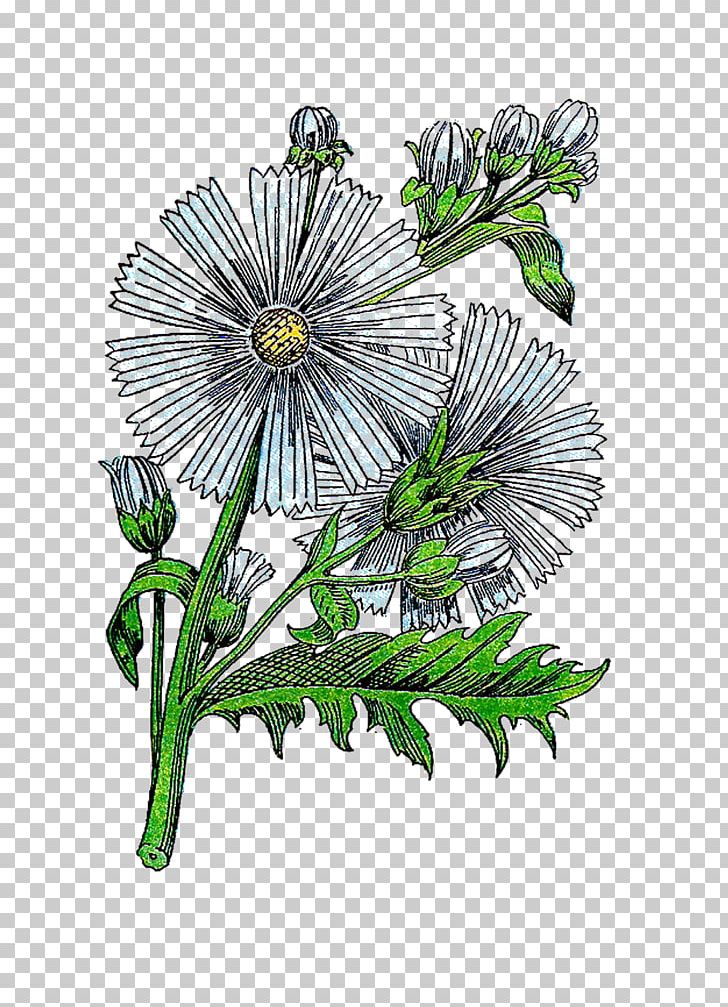 Floral Design Herb Botanical Illustration PNG, Clipart, Antique, Botany, Branch, Chamomile, Chrysanths Free PNG Download