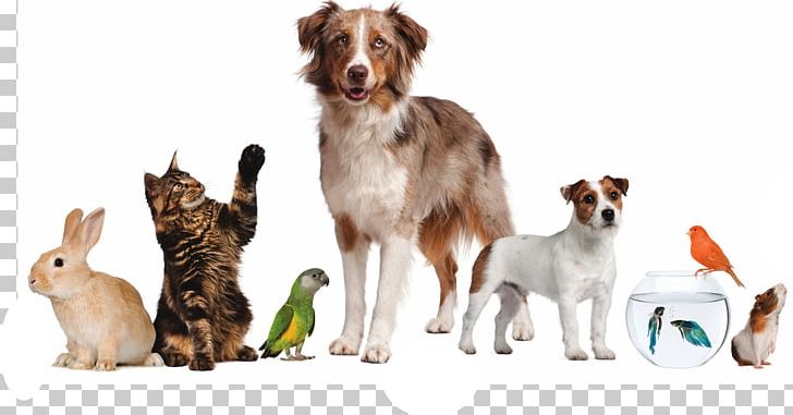Pet Sitting Dog Puppy Cat PNG, Clipart, Animal Loss, Animals, Animal Shelter, Cat, Companion Dog Free PNG Download