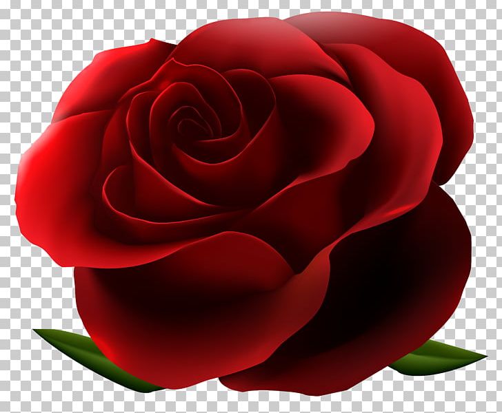 Rose Flower PNG, Clipart, Black Rose, Camellia, China Rose, Closeup, Computer Wallpaper Free PNG Download
