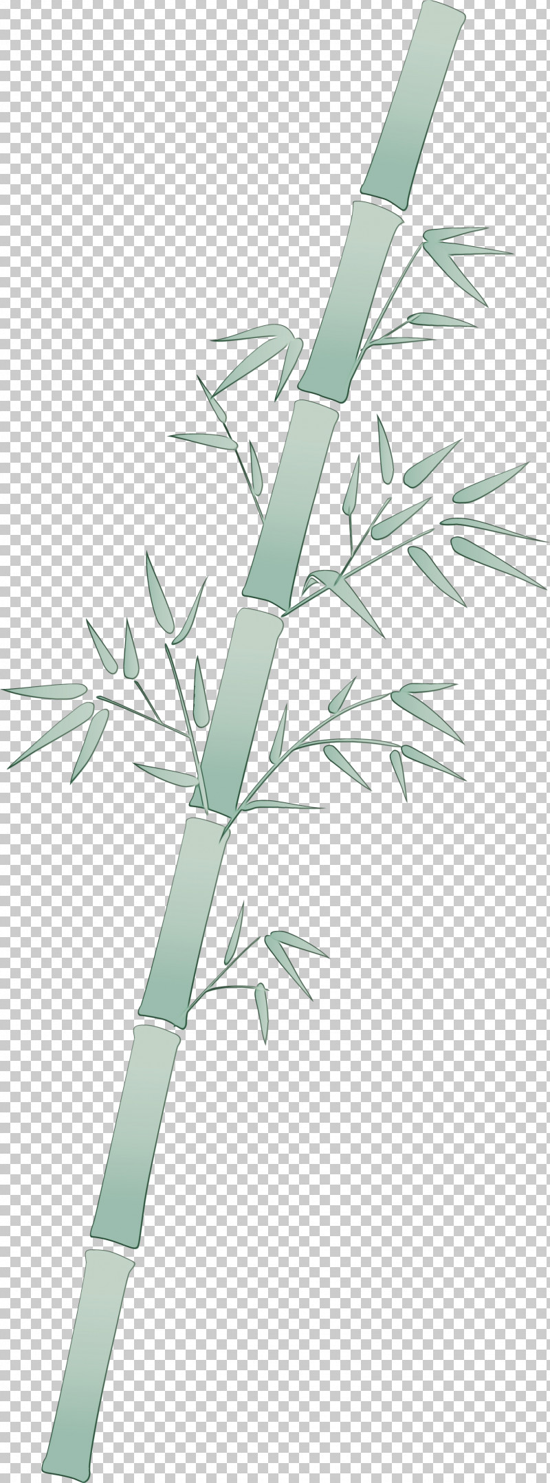 Branch Leaf Plant Tree Bamboo PNG, Clipart, Bamboo, Branch, Eucalyptus, Flower, Grass Free PNG Download