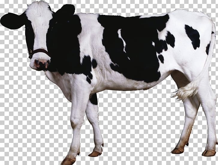 Cattle Calf PNG, Clipart, Animals, Animal Slaughter, Bull, Bulls And Cows, Calf Free PNG Download