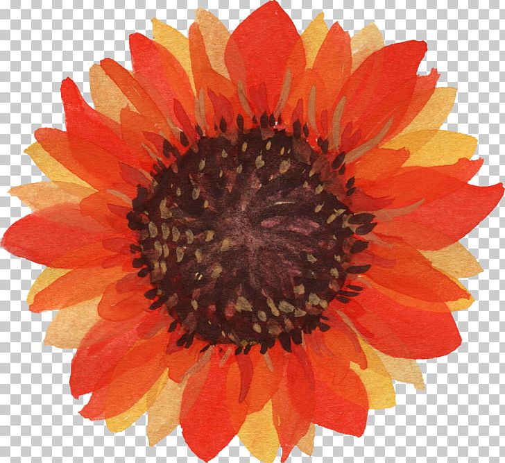 Common Sunflower Watercolor Painting PNG, Clipart, Android, Blanket Flowers, Closeup, Common Sunflower, Daisy Family Free PNG Download