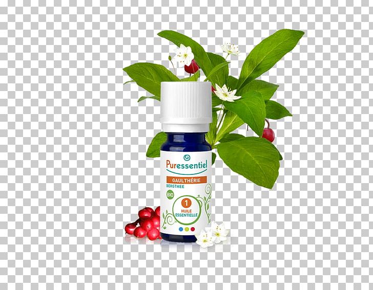 Essential Oil American Wintergreen Ravensara Aromatica Aromatherapy PNG, Clipart, Aerosol Spray, American Wintergreen, Aponeurosis, Aromatherapy, Bitter Orange Free PNG Download