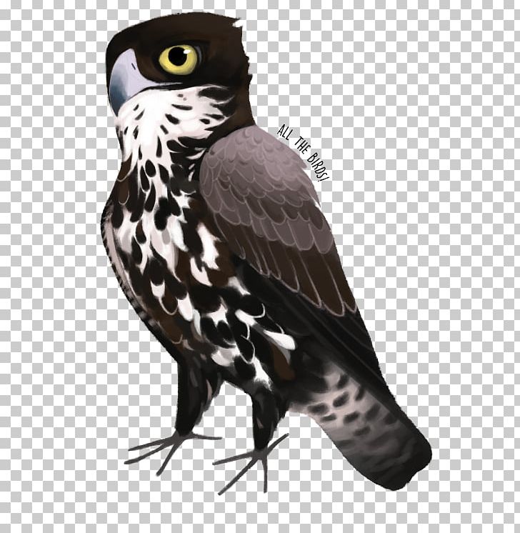 Owl Hawk Eagle Beak Falcon PNG, Clipart, Animals, Beak, Bird, Bird Of Prey, Clanga Free PNG Download