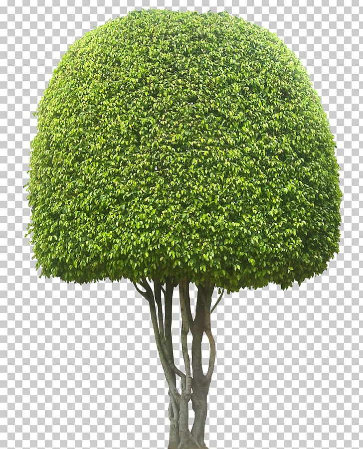 Weeping Fig Ficus Microcarpa Evergreen Tree Hedge PNG, Clipart, Bonsai, Ekebergia Capensis, Evergreen, Ficus Microcarpa, Fig Trees Free PNG Download