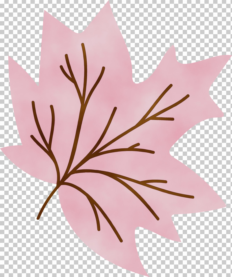 Flower Leaf Pink M Plants Biology PNG, Clipart, Biology, Flower, Leaf, Paint, Pink M Free PNG Download