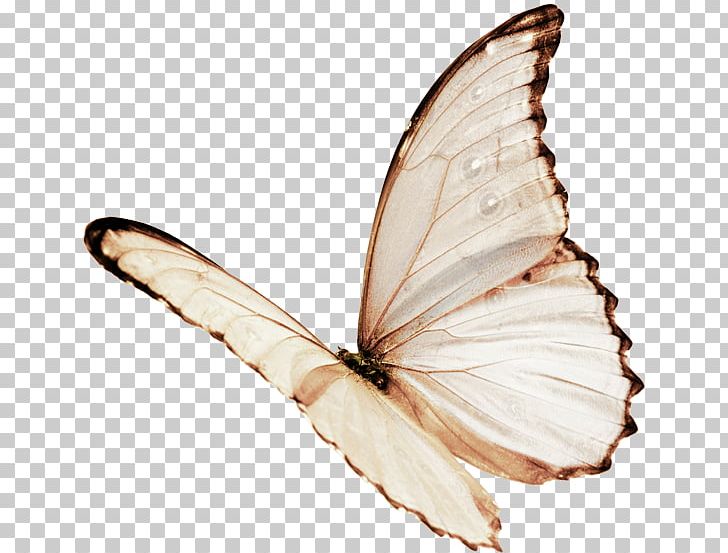 Butterfly Color PNG, Clipart, Animal, Arthropod, Blue Butterfly, Brush Footed Butterfly, Butterflies Free PNG Download